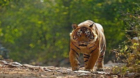 Pilibhit Tiger Reserve In UP Gets Four Elephants From Karnataka