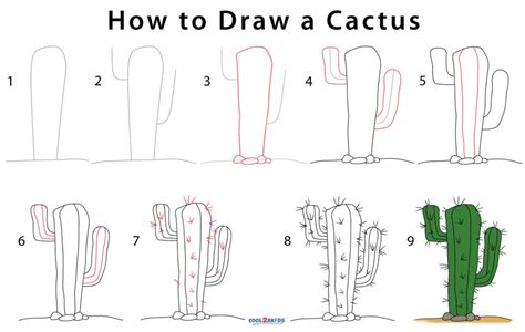 How to Draw a Cactus (Step by Step Pictures)