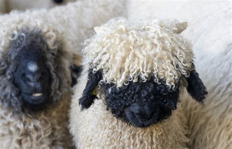 These Adorable Swiss Sheep Makes Wonderful Pets