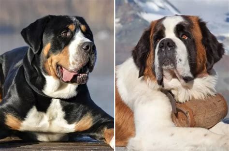 Top 25 Most Affectionate Large Breed Dogs - Newsweek