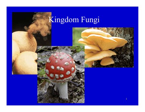 Kingdom Fungi