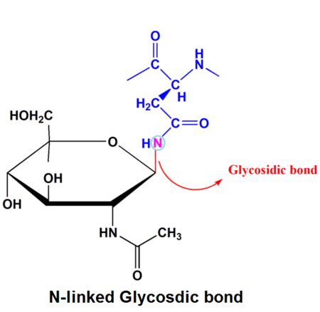 Glycosidic Bond | Definition & Types - Lesson | Study.com