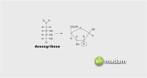 Ribose Vs Deoxyribose