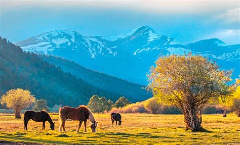 Horses Pasture Mountains - Canvas Print, Wall Art