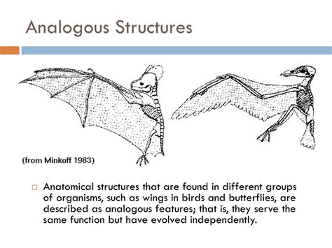 PPT - PATTERNS IN EVOLUTION PowerPoint Presentation, free download - ID ...