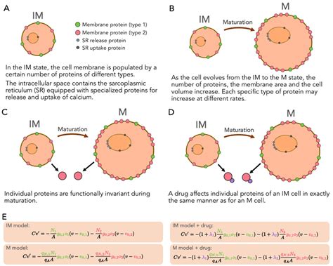 Illustration of the assumptions underlying our model of maturation. A ...