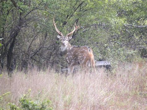 L&L Adventures - Whitetail and Exotic Hunting Ranch - Wimberley Texas - Calhoun Central Texas ...