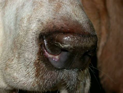 Nasal planum ulceration and depigmentation in a dog affected by ...