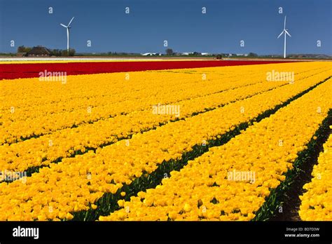 Tulip Fields North Holland Netherlands Stock Photo - Alamy