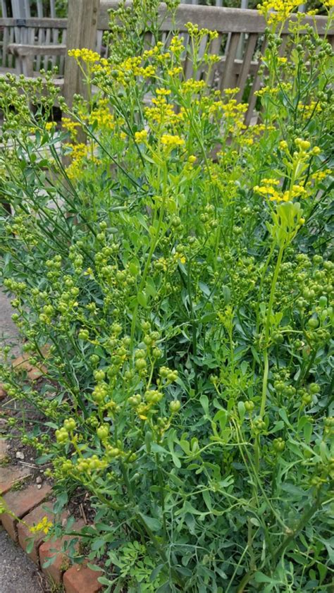 The Rue of Rue - Minnesota Herb Society