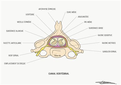 Canal vertébral - Fiches IDE