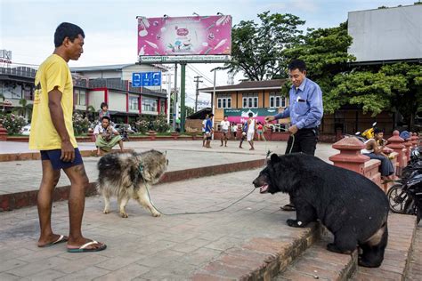 Out of the wild: Myanmar’s controversial plan to harvest endangered ...