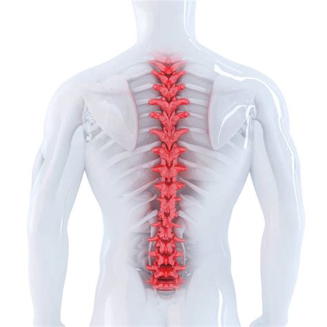 The Thoracic Spine: Anatomy, Function, and Common Injuries - Spine ...