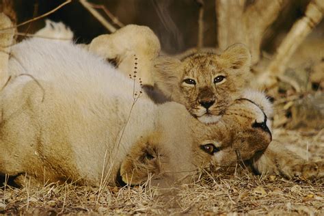 Asian Lions, Panthera Leo Persica Photograph by Mattias Klum