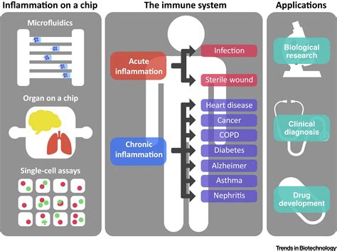 Inflammation-on-a-Chip: Probing the Immune System Ex Vivo: Trends in ...