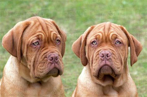 Dogue de Bordeaux puppies at 12 weeks. - Stock Photo - Dissolve