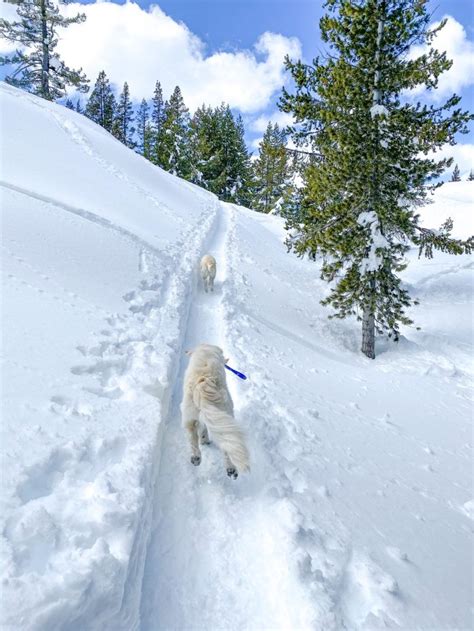 Winter Hiking in Lake Tahoe with your Dog – Dont Stop Retrieving