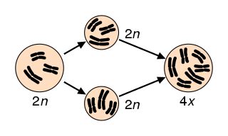 Tetraploid Definition, Functions & Examples - Lesson | Study.com