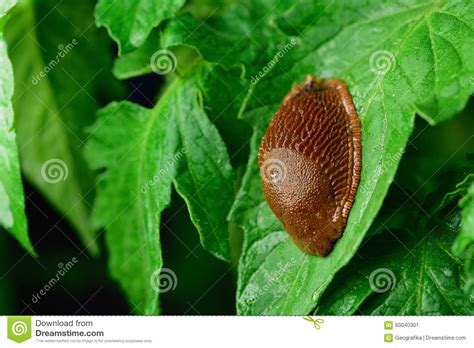 Spanish Slug Invasion in Garden. Stock Image - Image of gastropod ...