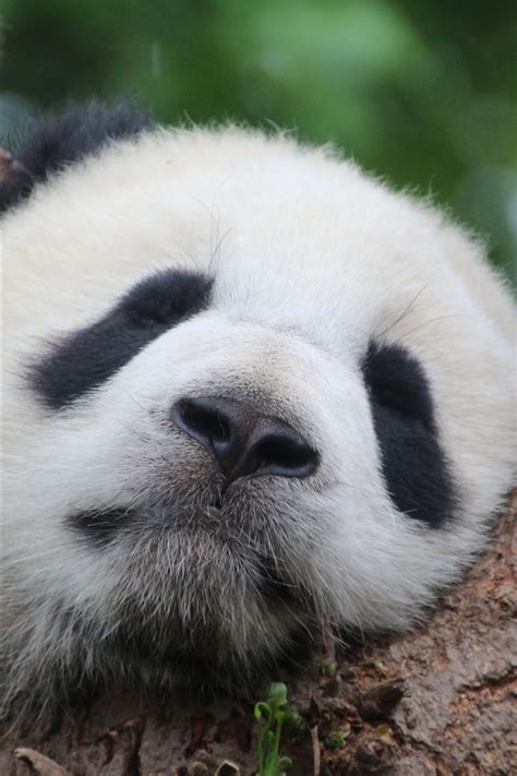 Wallpaper Panda sleeping in tree 2880x1800 Picture, Image