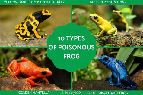 10 Types of Poisonous Frog Species - With Photos