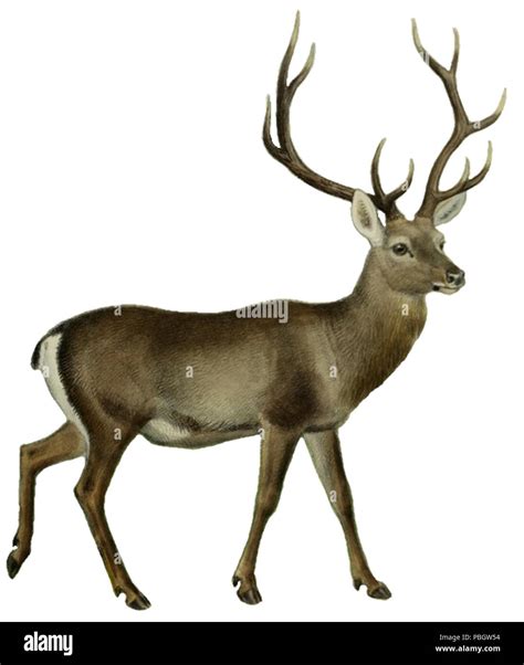 Hangul deer Cut Out Stock Images & Pictures - Alamy