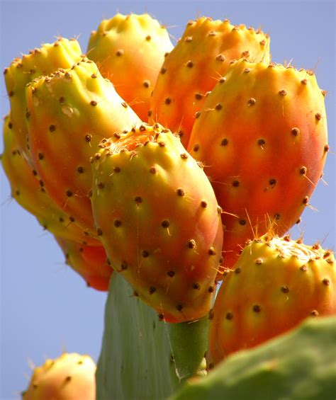 Suculentas, Frutas e vegetais, Frutas exóticas