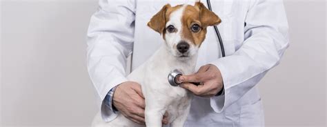 Heart Murmur in Dogs: Symptoms, Causes & Treatment