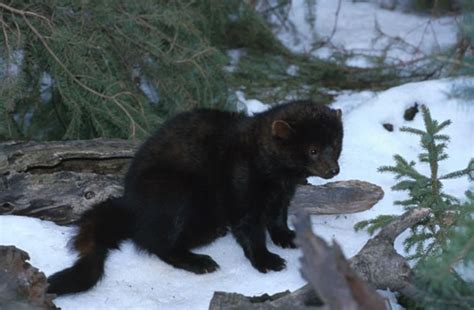 Fisher Populations Have Increased on Christian Island | Islander Online - The Christian Island ...