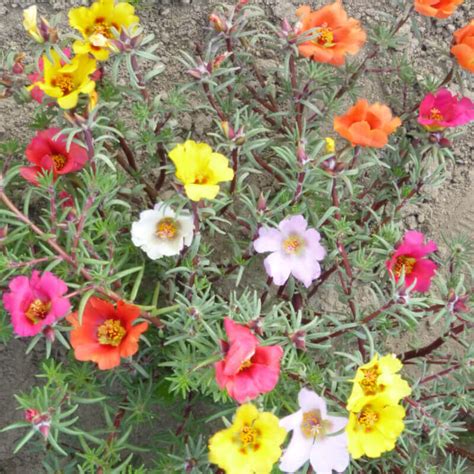 Seeds of Rose Moss - PORTULACA GRANDIFLORA - The Original Garden