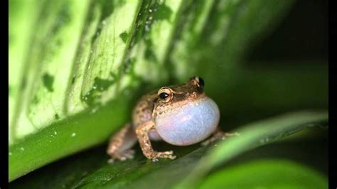 Tropical Gardener Helpline: How to hunt and eradicate coqui frogs ...