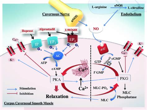 Proposed mechanism of interaction between alprostadil, iloprost, or EP ...