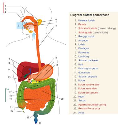 Sistem Pencernaan Manusia - Science for Elementary School