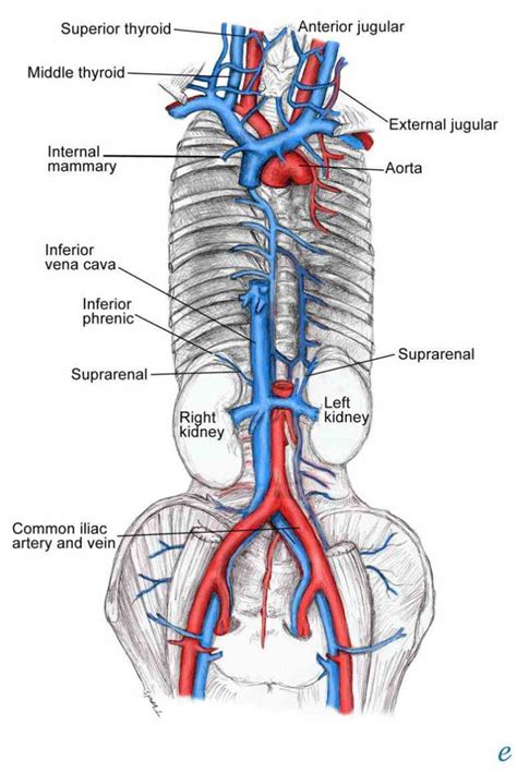 Anterior Vena Cava Function for online definition of anterior vena cava in the medical ...