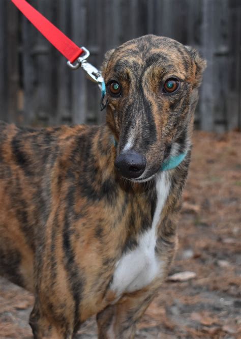 Greyhound dog for Adoption - Absolutely stunning looking greyhound! | Grey hound dog, Greyhound ...