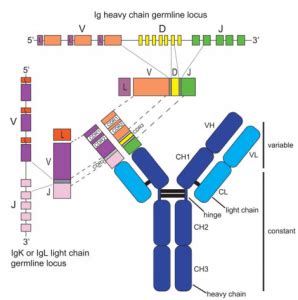 Antibody Heavy and Light Chains - Creative Diagnostics