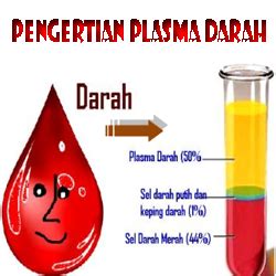 Pengertian Plasma Darah dan Kandungannya serta Fungsinya