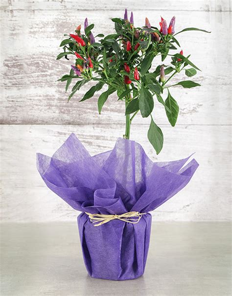 Potted Red Chilli Plant | Edible Plants Gifts | NetFlorist