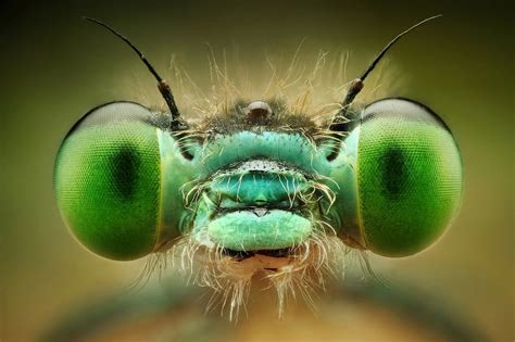 Macro Photography Tips