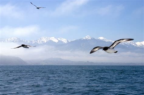 Flying Birds Over The Ocean Stock Image - Image: 1056935