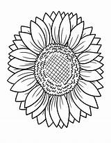 Normal Sunflower Coloring Page  Download Print Or Color Online For Free sketch template
