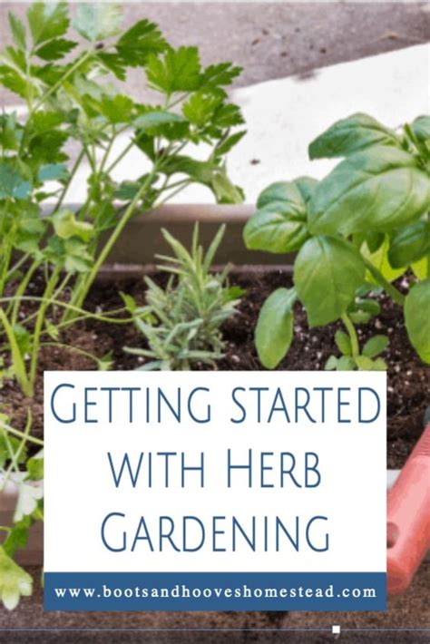 Starting an herb garden is a rewarding way to begin (or expand) your ...