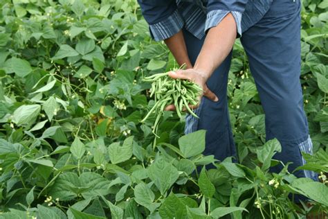 The Ultimate Green Bean Growing Guide - from Planting to Harvesting