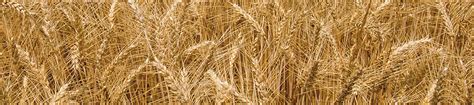 Wheat Product Positioning Profile | Pioneer Seeds