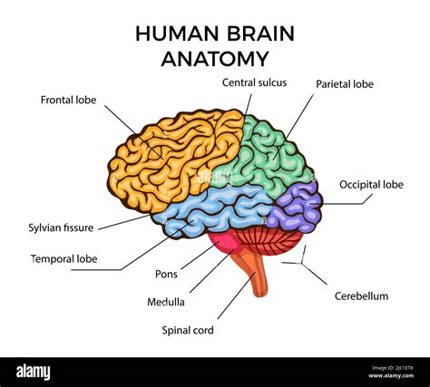 Brain Images Labeled