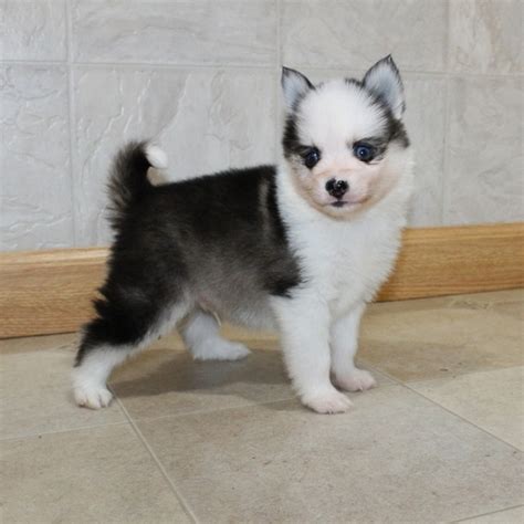 Pomsky puppies for sale - pomsky puppies for sale near me