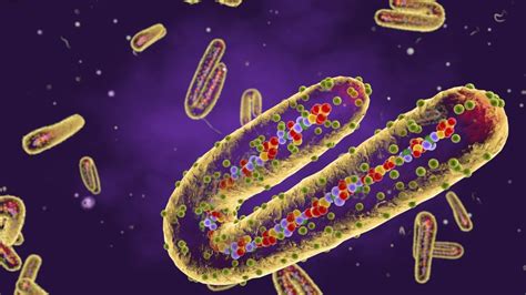 What is the Marburg virus and how dangerous is it? - BBC News