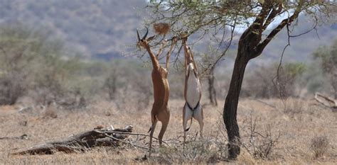 Gerenuk | The Animal Facts