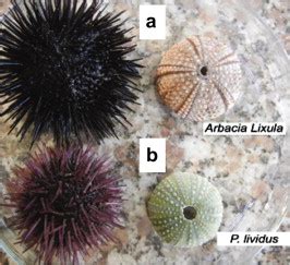 Morphological differences between two sea urchin species: a. A. lixula... | Download Scientific ...