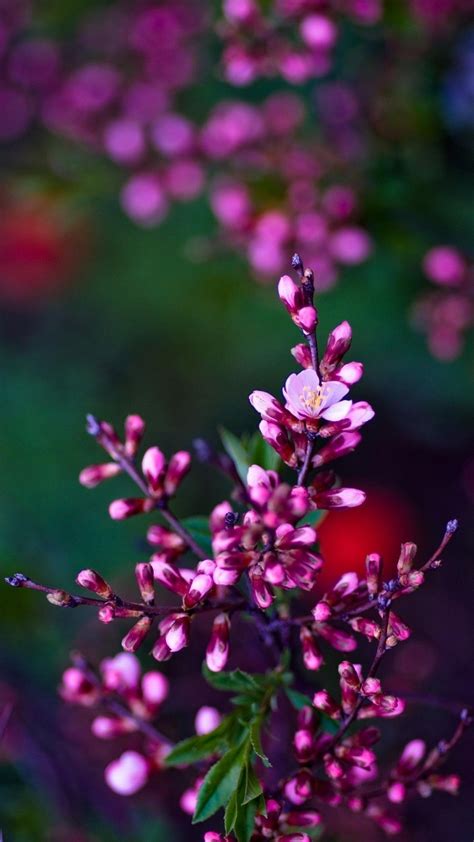 Nature Flower Wallpaper Hd For Mobile